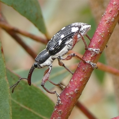 Aoplocnemis sp. (genus) (A weevil) at Charleys Forest, NSW - 24 Sep 2024 by arjay