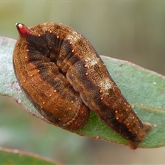 Mnesampela lenaea (Rippled Gum Moth) at Charleys Forest, NSW - 24 Sep 2024 by arjay