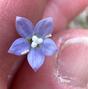 Wahlenbergia gracilis at Tullarwalla, NSW - 24 Sep 2024