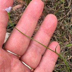 Wahlenbergia gracilis at Tullarwalla, NSW - 24 Sep 2024