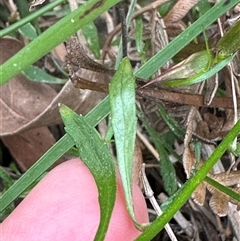 Wahlenbergia gracilis at Tullarwalla, NSW - 24 Sep 2024