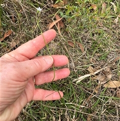 Wahlenbergia gracilis at Tullarwalla, NSW - 24 Sep 2024 02:55 PM