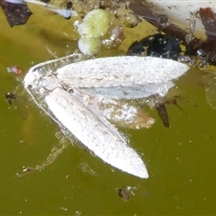 Unidentified Moth (Lepidoptera) at Charleys Forest, NSW - 24 Sep 2024 by arjay