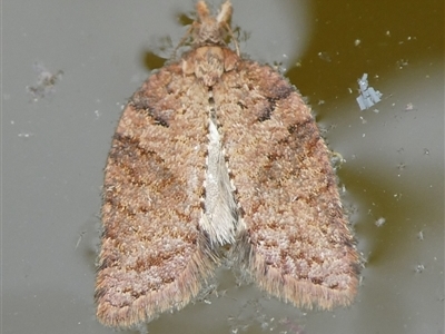 Rupicolana rupicolana (A Tortricid moth (Tortricinae)) at Charleys Forest, NSW - 24 Sep 2024 by arjay