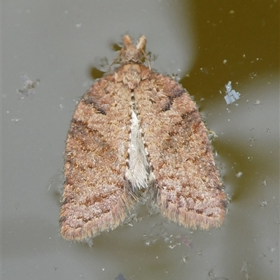 Rupicolana rupicolana (A Tortricid moth (Tortricinae)) at Charleys Forest, NSW - 24 Sep 2024 by arjay