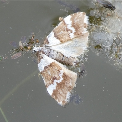 Halone sejuncta (Variable Halone) at Charleys Forest, NSW - 24 Sep 2024 by arjay