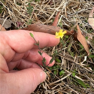 Hypericum gramineum at Tullarwalla, NSW - 24 Sep 2024 02:59 PM