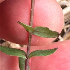 Hypericum gramineum at Tullarwalla, NSW - 24 Sep 2024 02:59 PM