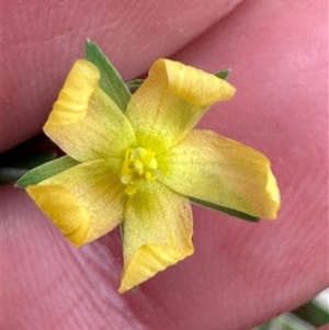 Hypericum gramineum at Tullarwalla, NSW - 24 Sep 2024 02:59 PM