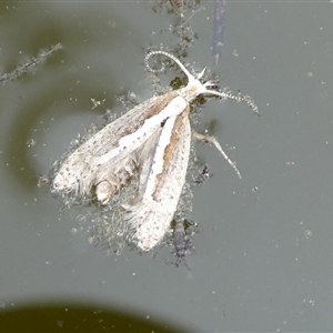 Plutella xylostella at Charleys Forest, NSW - suppressed