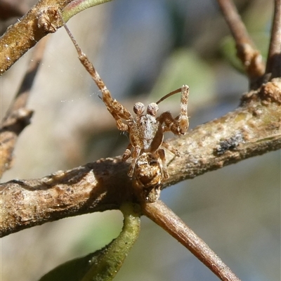 Unidentified Spider (Araneae) at Charleys Forest, NSW - 23 Sep 2024 by arjay