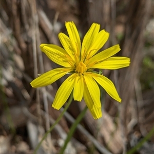 Microseris walteri at Mount Bruno, VIC - 22 Sep 2024 11:18 AM