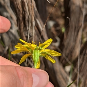 Microseris walteri at Mount Bruno, VIC - 22 Sep 2024 11:18 AM