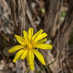 Microseris walteri at Mount Bruno, VIC - 22 Sep 2024