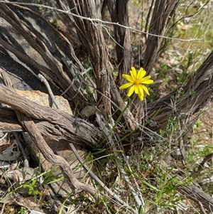 Microseris walteri at Mount Bruno, VIC - 22 Sep 2024