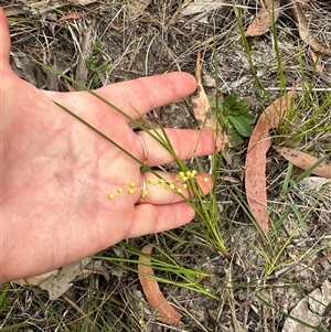 Lomandra filiformis at Tullarwalla, NSW - 24 Sep 2024