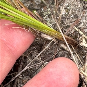 Lomandra filiformis at Tullarwalla, NSW - 24 Sep 2024