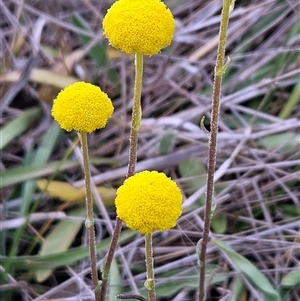 Craspedia variabilis at Whitlam, ACT - 24 Sep 2024