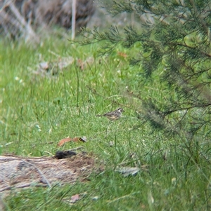 Pyrrholaemus sagittatus (Speckled Warbler) at Mount Bruno, VIC by Darcy