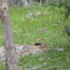 Pyrrholaemus sagittatus at Mount Bruno, VIC - 22 Sep 2024 11:30 AM