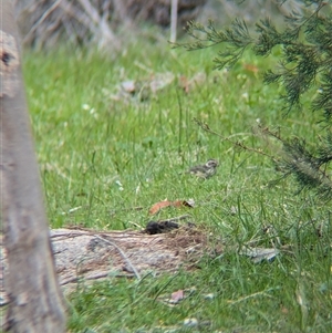 Pyrrholaemus sagittatus at Mount Bruno, VIC - 22 Sep 2024 11:30 AM