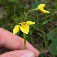 Diuris chryseopsis (Golden Moth) at Mount Bruno, VIC - 22 Sep 2024 by Darcy