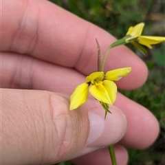 Diuris chryseopsis at Mount Bruno, VIC - suppressed