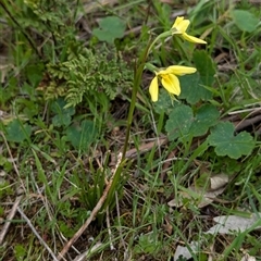 Diuris chryseopsis at Mount Bruno, VIC - suppressed