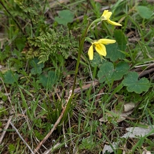 Diuris chryseopsis at Mount Bruno, VIC - suppressed