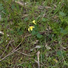 Diuris chryseopsis at Mount Bruno, VIC - 22 Sep 2024