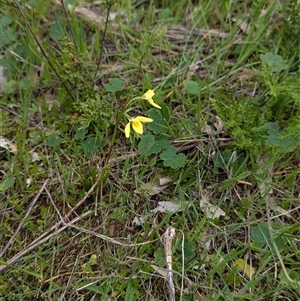 Diuris chryseopsis at Mount Bruno, VIC - suppressed