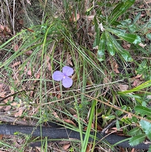 Patersonia glabrata at Tullarwalla, NSW - 24 Sep 2024