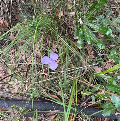 Patersonia glabrata (Native Iris) at Tullarwalla, NSW - 24 Sep 2024 by lbradley