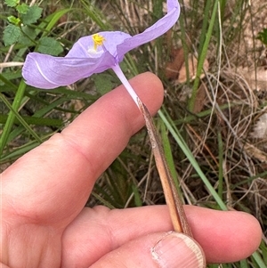 Patersonia glabrata at Tullarwalla, NSW - 24 Sep 2024