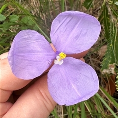 Patersonia glabrata at Tullarwalla, NSW - 24 Sep 2024