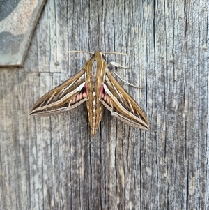 Hippotion celerio (Vine Hawk Moth) at Mount Macedon, VIC by ShellDamen