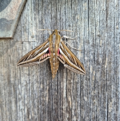 Hippotion celerio (Vine Hawk Moth) at Mount Macedon, VIC - 9 Sep 2024 by ShellDamen