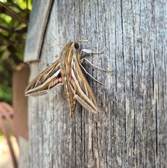 Hippotion celerio at Mount Macedon, VIC - 9 Sep 2024