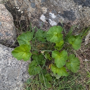 Pelargonium australe at Mount Bruno, VIC - 22 Sep 2024