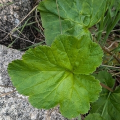 Pelargonium australe at Mount Bruno, VIC - 22 Sep 2024