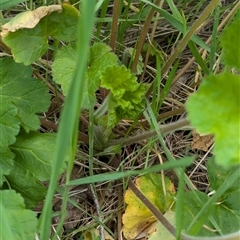 Pelargonium australe at Mount Bruno, VIC - 22 Sep 2024