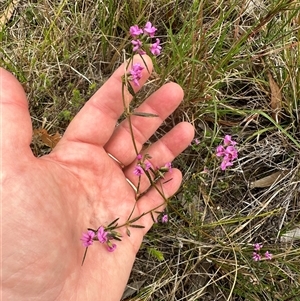 Mirbelia rubiifolia at Tullarwalla, NSW - 24 Sep 2024 03:21 PM