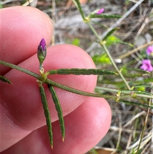 Mirbelia rubiifolia at Tullarwalla, NSW - 24 Sep 2024 03:21 PM