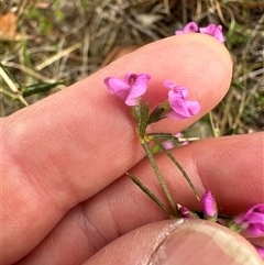 Mirbelia rubiifolia at Tullarwalla, NSW - 24 Sep 2024 03:21 PM