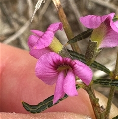 Mirbelia rubiifolia at Tullarwalla, NSW - 24 Sep 2024 03:21 PM