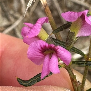 Mirbelia rubiifolia at Tullarwalla, NSW - 24 Sep 2024 03:21 PM