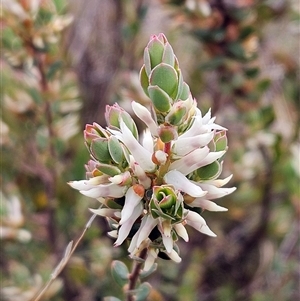 Brachyloma daphnoides at Whitlam, ACT - 24 Sep 2024