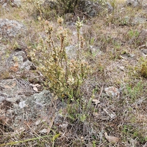 Brachyloma daphnoides at Whitlam, ACT - 24 Sep 2024