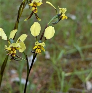 Diuris pardina at Mount Bruno, VIC - 22 Sep 2024