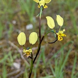 Diuris pardina at Mount Bruno, VIC - suppressed